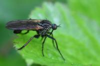 Empis tessellata