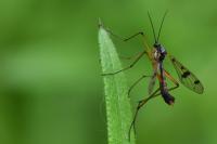 Ptychoptera contaminata