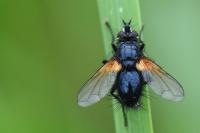 Zophomyia temula