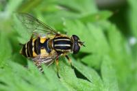 Helophilus pendulus