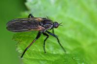 Empis tessellata