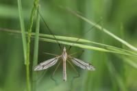 Tipula vernalis