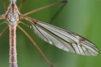 Tipula vernalis