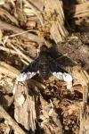 Hemipenthes morio