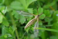 Tipula vernalis