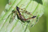 Ptychoptera contaminata