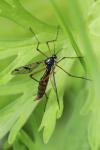 Ptychoptera contaminata
