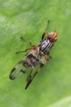 Otites porcus