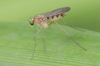 Neurigona quadrifasciata