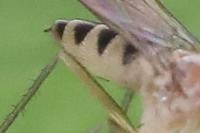 Neurigona quadrifasciata