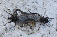 Bibio reticulatus
