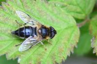 Eristalis pertinax