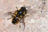 Myathropa florea