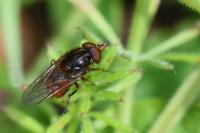 Rhingia campestris