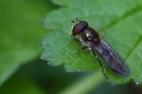 Platycheirus scutatus