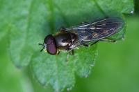 Platycheirus scutatus