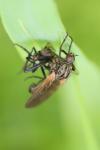 Empis tessellata