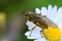 Scathophaga stercoraria