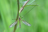 Tipula vernalis