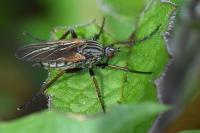 Empis tessellata