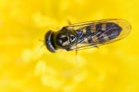 Platycheirus scutatus