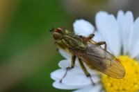 Scathophaga stercoraria