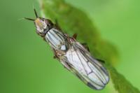 Dorycera graminum