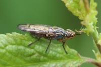Dorycera graminum