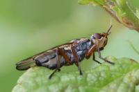 Dorycera graminum