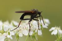 Empis tessellata