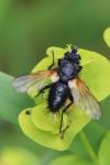 Zophomyia temula
