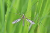 Tipula vernalis
