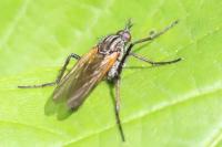 Empis tessellata