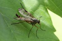 Rhagio scolopaceus