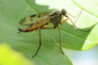 Rhagio scolopaceus