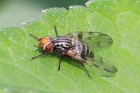 Otites porcus