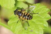 Myathropa florea