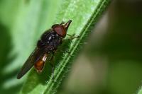 Rhingia campestris