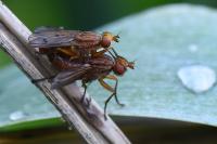 Tetanocera arrogans