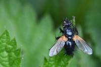 Zophomyia temula