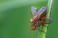 Tetanocera arrogans