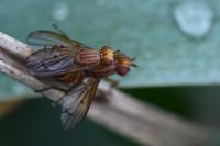 Tetanocera arrogans