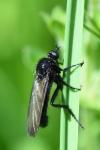 Empis ciliata