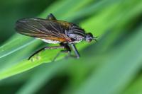Empis tessellata