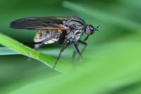 Empis tessellata