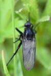 Empis ciliata
