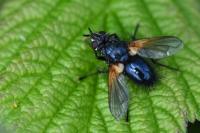 Zophomyia temula