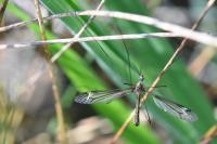 Tipula lateralis