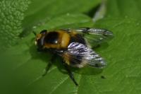 Volucella bombylans