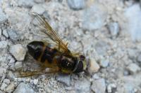 Epistrophe eligans